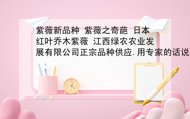 紫薇新品种 紫薇之奇葩 日本红叶乔木紫薇 江西绿农农业发展有限公司正宗品种供应.用专家的话说：红叶乔木紫薇前途无量,不但观花期长,花中百日红,而且能够长年观叶,是不可多得的园林