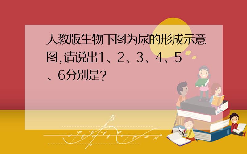 人教版生物下图为尿的形成示意图,请说出1、2、3、4、5、6分别是?