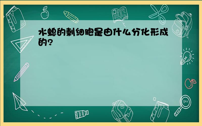 水螅的刺细胞是由什么分化形成的?