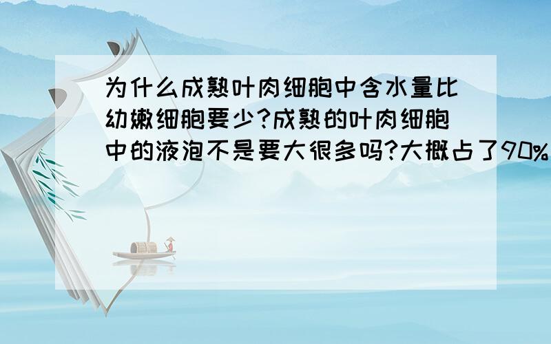 为什么成熟叶肉细胞中含水量比幼嫩细胞要少?成熟的叶肉细胞中的液泡不是要大很多吗?大概占了90%左右