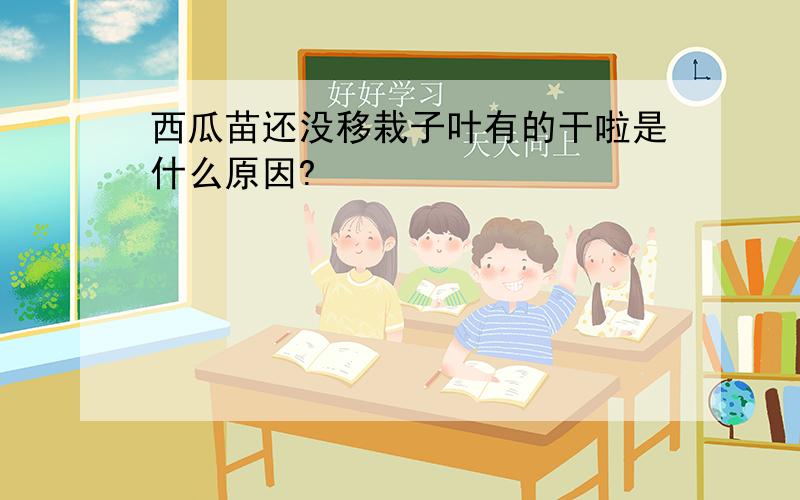 西瓜苗还没移栽子叶有的干啦是什么原因?