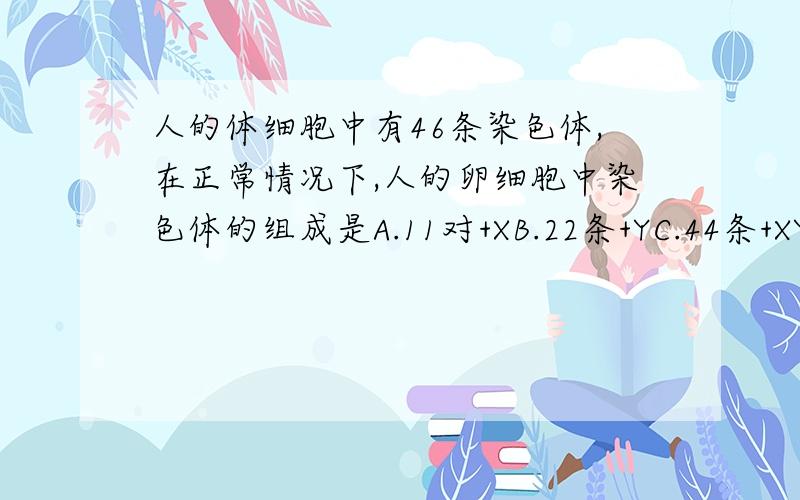 人的体细胞中有46条染色体,在正常情况下,人的卵细胞中染色体的组成是A.11对+XB.22条+YC.44条+XYD.22条+X