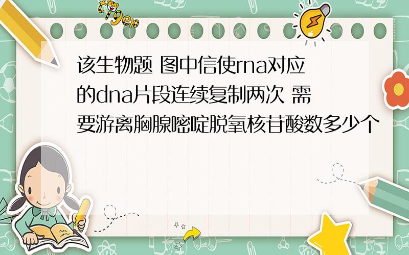 该生物题 图中信使rna对应的dna片段连续复制两次 需要游离胸腺嘧啶脱氧核苷酸数多少个