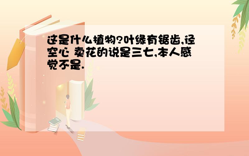 这是什么植物?叶缘有锯齿,径空心 卖花的说是三七,本人感觉不是.