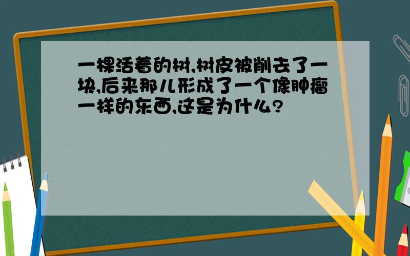 一棵活着的树,树皮被削去了一块,后来那儿形成了一个像肿瘤一样的东西,这是为什么?