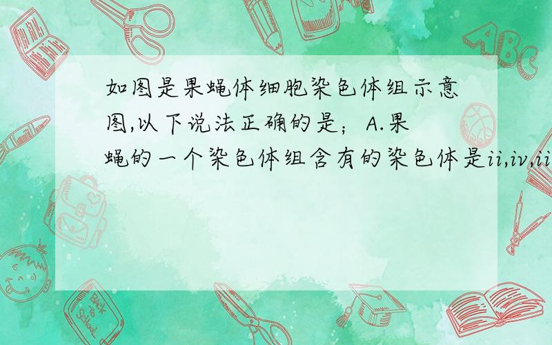 如图是果蝇体细胞染色体组示意图,以下说法正确的是；A.果蝇的一个染色体组含有的染色体是ii,iv,iii,x,yB.x染色体上的基因控制的性状,均表现为性别差异C.果蝇体内的细胞除生殖细胞外都含有