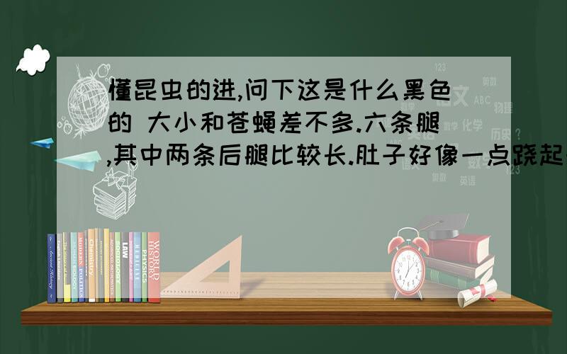 懂昆虫的进,问下这是什么黑色的 大小和苍蝇差不多.六条腿,其中两条后腿比较长.肚子好像一点跷起来的.头部很像蚂蚁.两条触须也长不会是蟋蟀,我知道蟋蟀长什么样子.这种混虫很小就看过