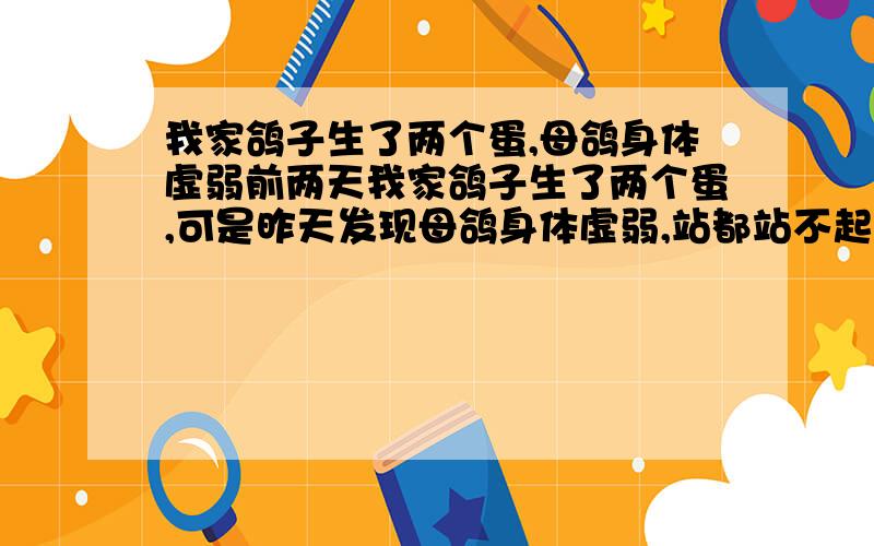 我家鸽子生了两个蛋,母鸽身体虚弱前两天我家鸽子生了两个蛋,可是昨天发现母鸽身体虚弱,站都站不起来了,是怎么回事呢?我今天早上起来看到公的一只脚踩在母的背上,母的在吃食,公的想出