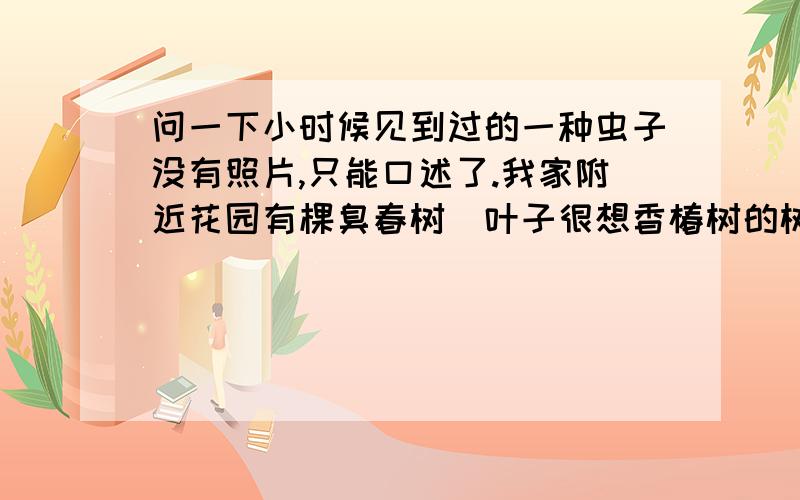 问一下小时候见到过的一种虫子没有照片,只能口述了.我家附近花园有棵臭春树（叶子很想香椿树的树）,一年夏末秋初生了一树的虫子,这种虫子各种颜色的都有,红色的黄色的还有蓝色的,身