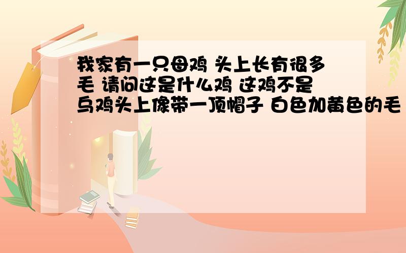 我家有一只母鸡 头上长有很多毛 请问这是什么鸡 这鸡不是乌鸡头上像带一顶帽子 白色加黄色的毛