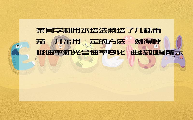 某同学利用水培法栽培了几株番茄,并采用一定的方法,测得呼吸速率和光合速率变化 曲线如图所示,下列说某同学利用水培法栽培了几株番茄,并采用一定的方法,测得呼吸速率和光合速率变化,