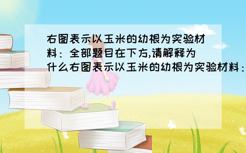 右图表示以玉米的幼根为实验材料：全部题目在下方,请解释为什么右图表示以玉米的幼根为实验材料：将幼根成熟区以上部分标记为a区（2cm）,成熟区标记为b区（1cm）,成熟区以下标记为c区