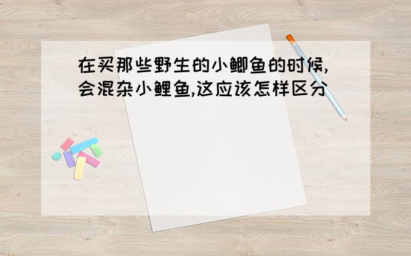 在买那些野生的小鲫鱼的时候,会混杂小鲤鱼,这应该怎样区分