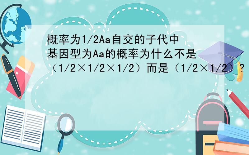 概率为1/2Aa自交的子代中基因型为Aa的概率为什么不是（1/2×1/2×1/2）而是（1/2×1/2）?