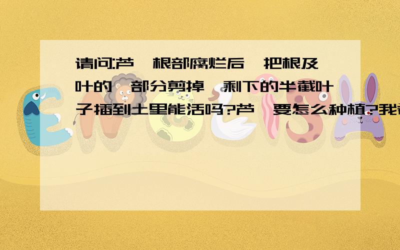 请问:芦荟根部腐烂后,把根及叶的一部分剪掉,剩下的半截叶子插到土里能活吗?芦荟要怎么种植?我希望知道,叶子能否直接种到土里,半截的叶子呢?