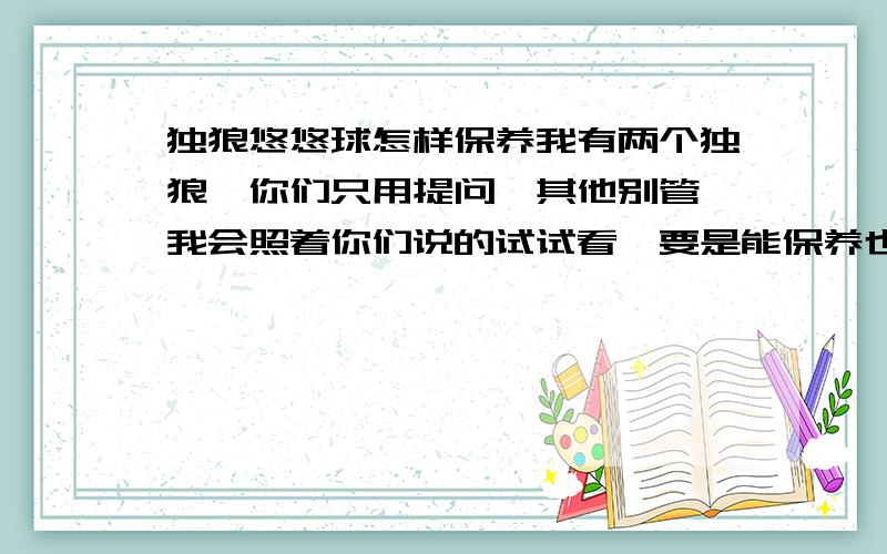 独狼悠悠球怎样保养我有两个独狼,你们只用提问,其他别管,我会照着你们说的试试看,要是能保养也能加持久力就加70分悬赏,如果只能加其中一个,那就加50分悬赏.