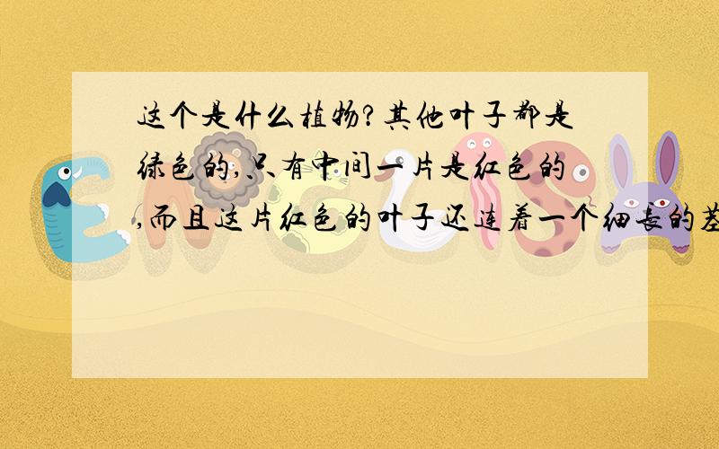 这个是什么植物?其他叶子都是绿色的,只有中间一片是红色的,而且这片红色的叶子还连着一个细长的茎