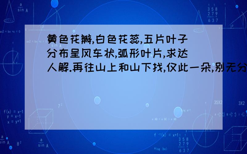 黄色花瓣,白色花蕊,五片叶子分布呈风车状,弧形叶片,求达人解.再往山上和山下找,仅此一朵,别无分号,灰常可惜!本来可以照下来的,结果被人辣手摧花