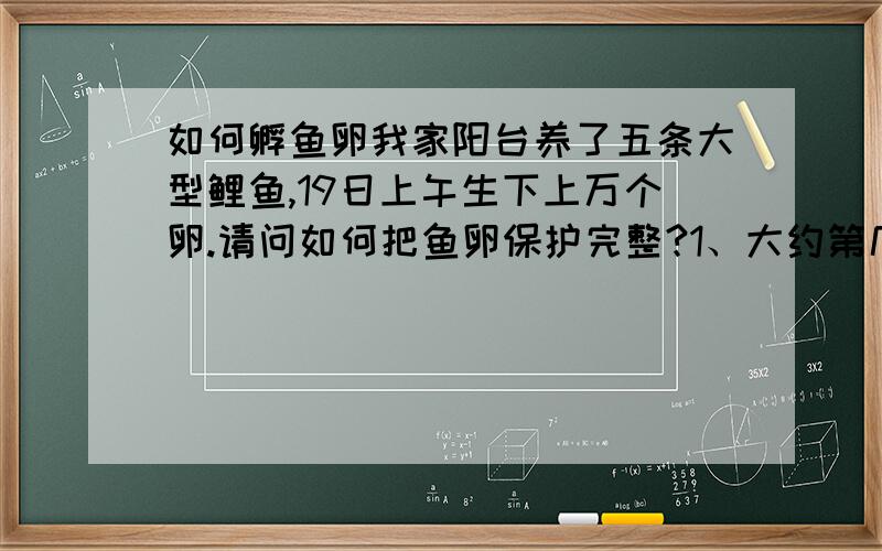 如何孵鱼卵我家阳台养了五条大型鲤鱼,19日上午生下上万个卵.请问如何把鱼卵保护完整?1、大约第几日可孵出小鱼?2、孵出的小鱼吃什么?