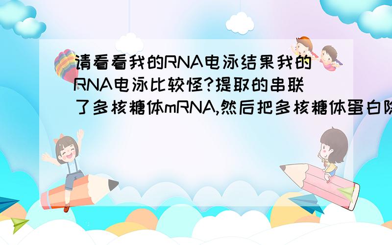 请看看我的RNA电泳结果我的RNA电泳比较怪?提取的串联了多核糖体mRNA,然后把多核糖体蛋白除掉之后,进行的电泳,应该存在mRNA和rRNA.但是亮带上很多弥散,而且亮带都离加样孔很远,泳动到很底下