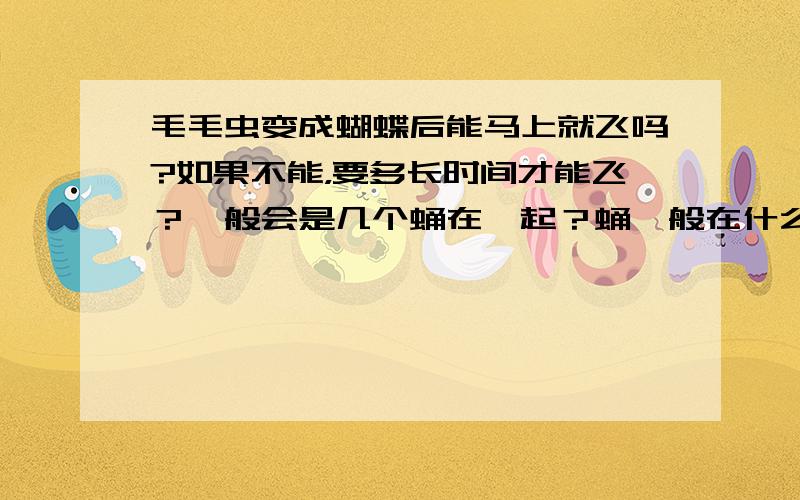 毛毛虫变成蝴蝶后能马上就飞吗?如果不能，要多长时间才能飞？一般会是几个蛹在一起？蛹一般在什么位置？