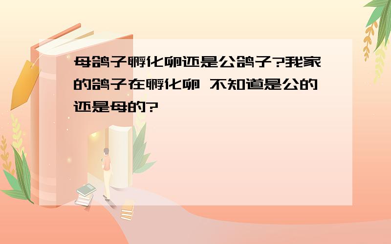 母鸽子孵化卵还是公鸽子?我家的鸽子在孵化卵 不知道是公的还是母的?