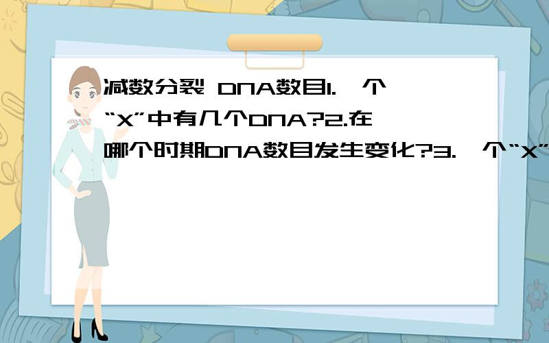 减数分裂 DNA数目1.一个“X”中有几个DNA?2.在哪个时期DNA数目发生变化?3.一个“X”分离,则此时DNA怎么变化?