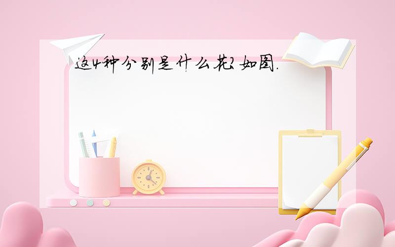 这4种分别是什么花?如图.