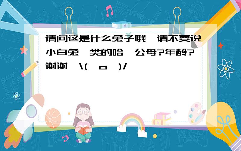 请问这是什么兔子哦,请不要说小白兔一类的哈,公母?年龄?谢谢*\(^o^)/*