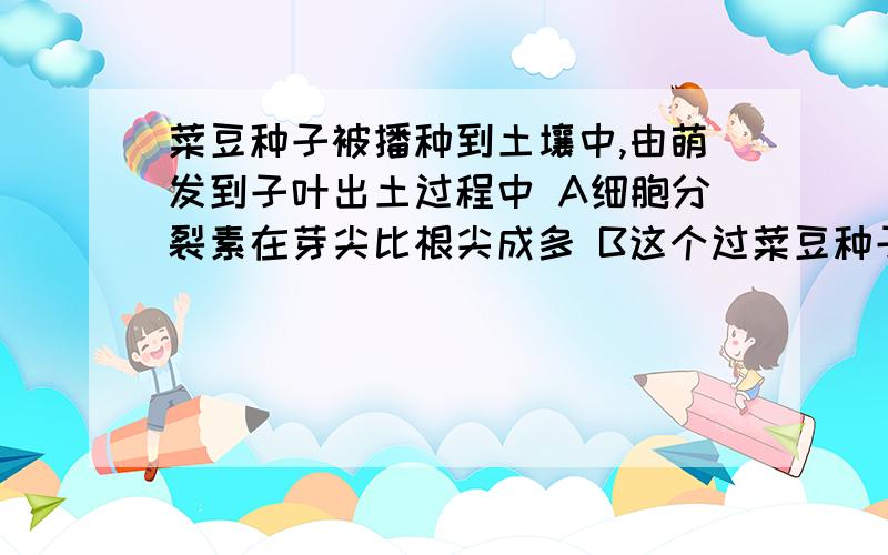 菜豆种子被播种到土壤中,由萌发到子叶出土过程中 A细胞分裂素在芽尖比根尖成多 B这个过菜豆种子被播种到土壤中,由萌发到子叶出土过程中  A细胞分裂素在芽尖比根尖成多       B这个过程