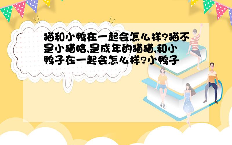 猫和小鸭在一起会怎么样?猫不是小猫哈,是成年的猫猫,和小鸭子在一起会怎么样?小鸭子