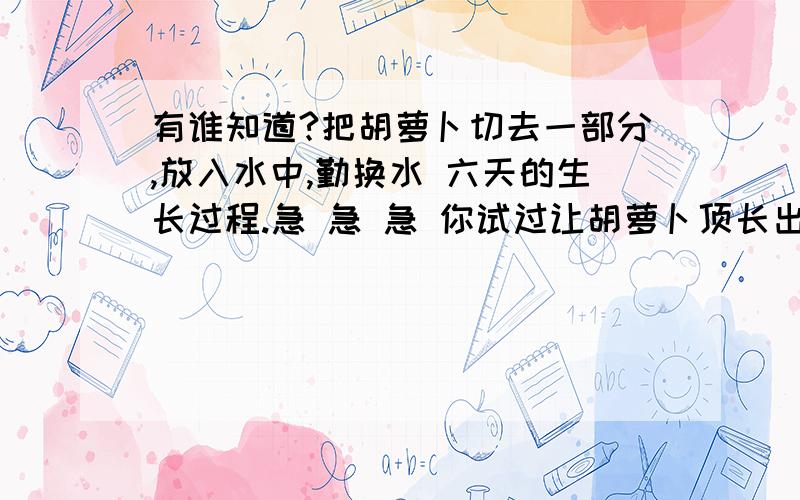 有谁知道?把胡萝卜切去一部分,放入水中,勤换水 六天的生长过程.急 急 急 你试过让胡萝卜顶长出叶子的实验吗？长出的叶子看上去就像一个绿色的小花园。你也来试一试吧！把胡萝卜切去