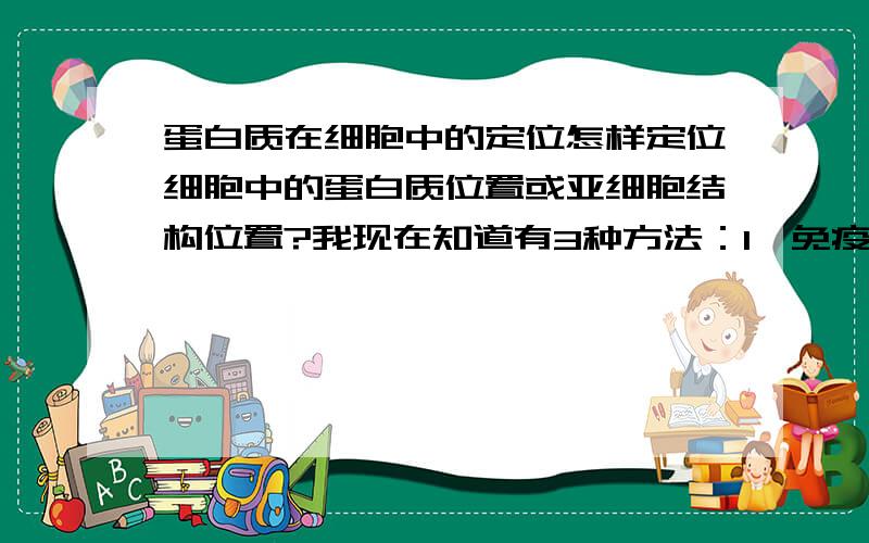 蛋白质在细胞中的定位怎样定位细胞中的蛋白质位置或亚细胞结构位置?我现在知道有3种方法：1、免疫结合法2、同位素跟踪法3、探针法（这个方法不知道正确否）.请各位前辈指教.（这是我