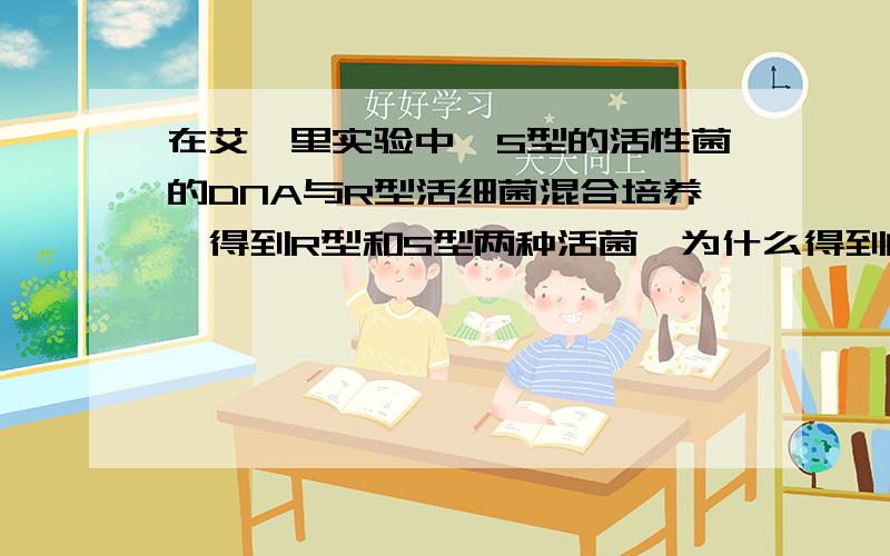 在艾弗里实验中,S型的活性菌的DNA与R型活细菌混合培养,得到R型和S型两种活菌,为什么得到的R型细菌多一点?