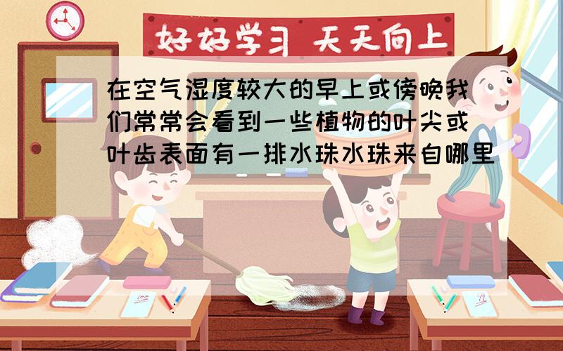 在空气湿度较大的早上或傍晚我们常常会看到一些植物的叶尖或叶齿表面有一排水珠水珠来自哪里