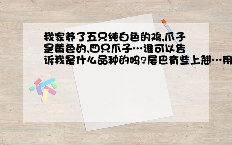 我家养了五只纯白色的鸡,爪子是黄色的,四只爪子…谁可以告诉我是什么品种的吗?尾巴有些上翘…用手机发的…传不了图………