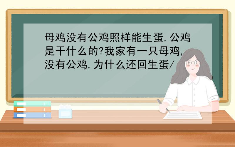 母鸡没有公鸡照样能生蛋,公鸡是干什么的?我家有一只母鸡,没有公鸡,为什么还回生蛋/