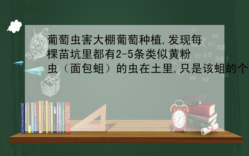 葡萄虫害大棚葡萄种植,发现每棵苗坑里都有2-5条类似黄粉虫（面包蛆）的虫在土里,只是该蛆的个头较小,没有黄粉虫那么大,颜色较深.不知道该虫害会不会对葡萄照成影响,该虫害该如何治理?