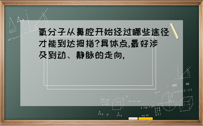 氧分子从鼻腔开始经过哪些途径才能到达拇指?具体点,最好涉及到动、静脉的走向,