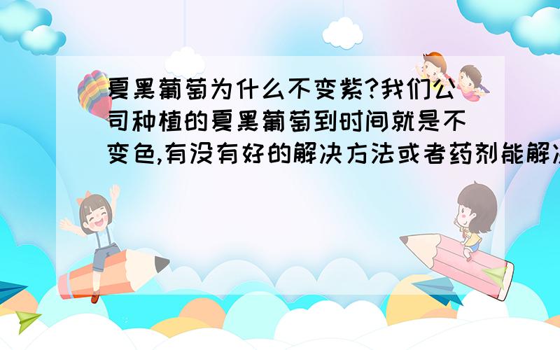 夏黑葡萄为什么不变紫?我们公司种植的夏黑葡萄到时间就是不变色,有没有好的解决方法或者药剂能解决这个问题?我们现在主要是想找到药剂补救措施,我们已经对这些葡萄做了些处理,比如