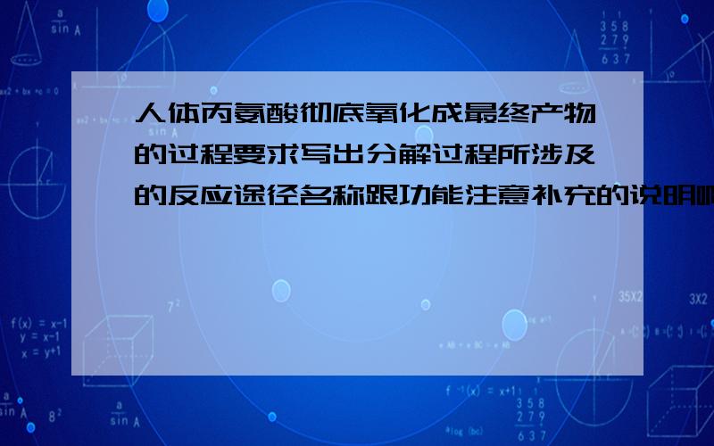 人体丙氨酸彻底氧化成最终产物的过程要求写出分解过程所涉及的反应途径名称跟功能注意补充的说明啊