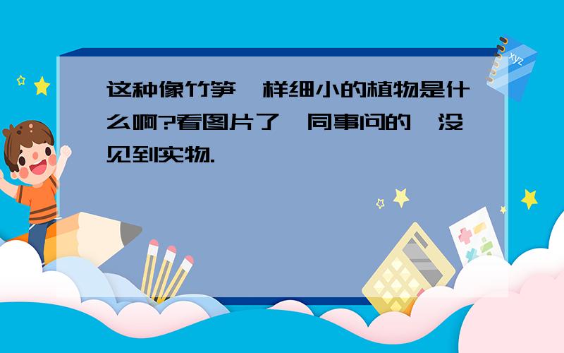 这种像竹笋一样细小的植物是什么啊?看图片了,同事问的,没见到实物.