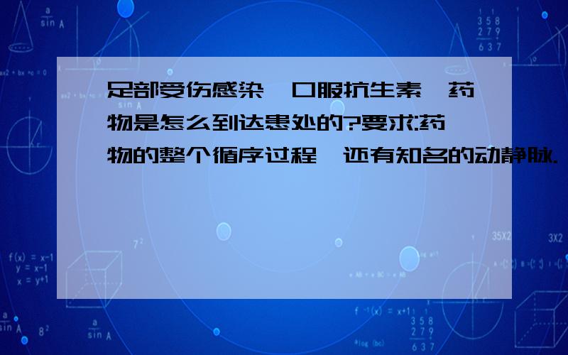 足部受伤感染,口服抗生素,药物是怎么到达患处的?要求:药物的整个循序过程,还有知名的动静脉.