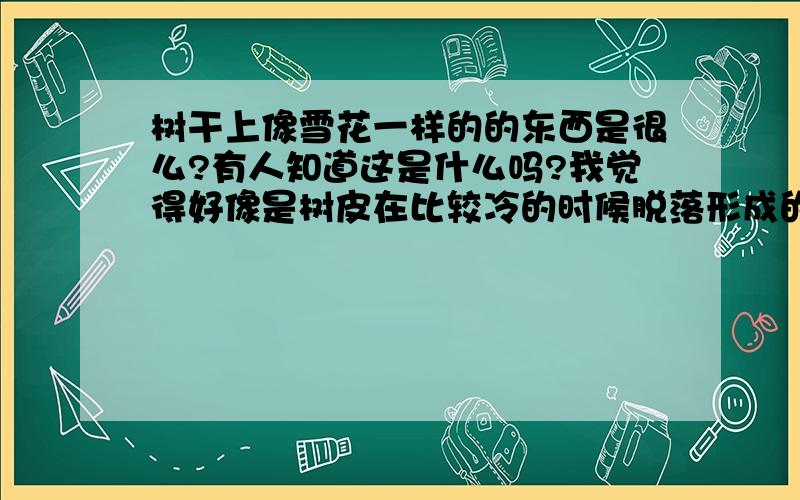 树干上像雪花一样的的东西是很么?有人知道这是什么吗?我觉得好像是树皮在比较冷的时候脱落形成的霜花,还是一种霉菌?