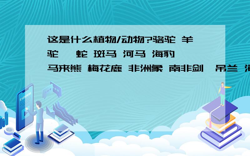 这是什么植物/动物?骆驼 羊驼 蟒蛇 斑马 河马 海豹 马来熊 梅花鹿 非洲象 南非剑羚吊兰 海棠 樱花 桃花 紫薇 风信子 杜鹃花 勿忘我 迷迭香 千叶兰选择：脊椎动物/无脊椎动物 哺乳类/爬行