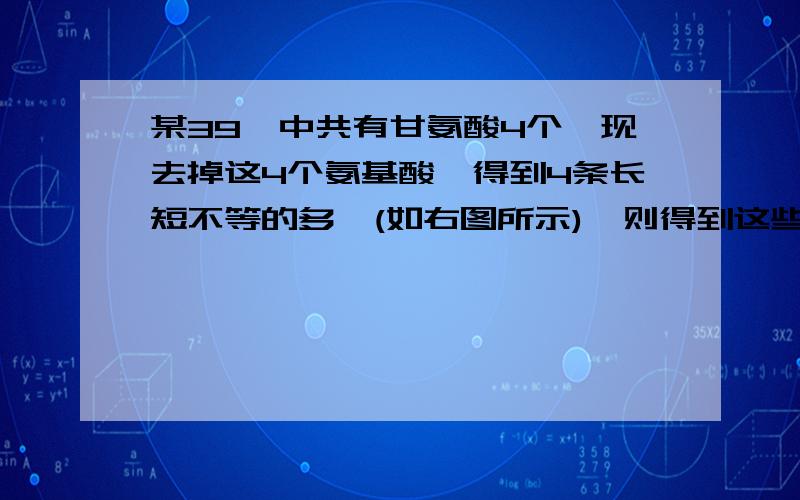 某39肽中共有甘氨酸4个,现去掉这4个氨基酸,得到4条长短不等的多肽(如右图所示),则得到这些多肽至少需要消某39肽中共有甘氨酸4个,现去掉这4个氨基酸,得到4条长短不等的多肽（如右图所示