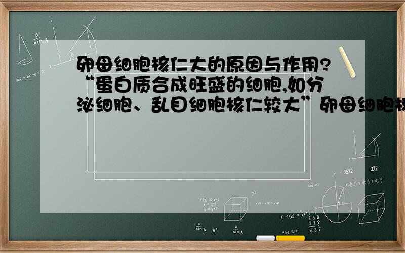 卵母细胞核仁大的原因与作用?“蛋白质合成旺盛的细胞,如分泌细胞、乱目细胞核仁较大”卵母细胞核仁大的原因?作用?