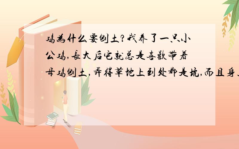 鸡为什么要刨土?我养了一只小公鸡,长大后它就总是喜欢带着母鸡刨土,弄得草地上到处都是坑,而且身上也都是土,我很好奇,鸡为什么要刨土呢?而且是天气晴朗的时候它是一直蹲在坑里刨土的