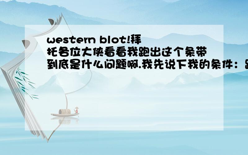 western blot!拜托各位大侠看看我跑出这个条带到底是什么问题啊.我先说下我的条件：跑的蛋白44KD,胶的浓度分别是5%和12%.转膜：湿转 1.5h,0.25A封闭：5%脱脂牛奶2h ,室温一抗：1:500 4°过夜二抗：1