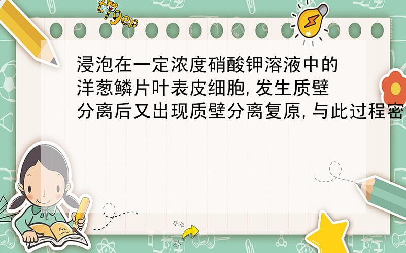 浸泡在一定浓度硝酸钾溶液中的洋葱鳞片叶表皮细胞,发生质壁分离后又出现质壁分离复原,与此过程密切相关的细胞器有 A．液泡 B．线粒体 C．内质网 D．高尔基体